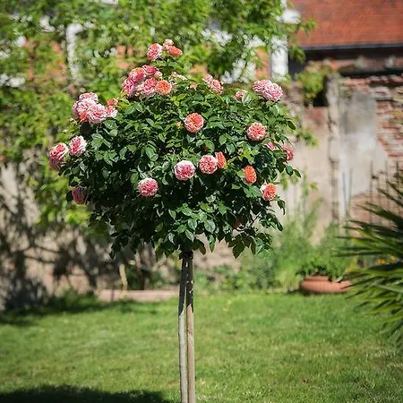 Bed & Breakfast La Demeure De Babette 4*